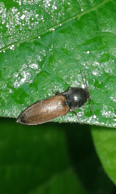 Elateridae; Agriotes sp.? S. Agriotes ustulatus